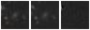 Missing file PGC1206166-custom-montage-W1W2.png