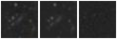 Missing file SDSSJ150907.83+004329.7-custom-montage-W1W2.png