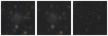 Missing file PGC054607-custom-montage-W1W2.png