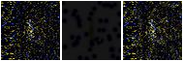Missing file AGC258413-custom-montage-FUVNUV.png