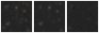 Missing file AGC258413-custom-montage-W1W2.png