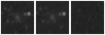 Missing file SDSSJ153347.81+193104.7-custom-montage-W1W2.png