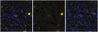 Missing file AGC258573-custom-montage-FUVNUV.png