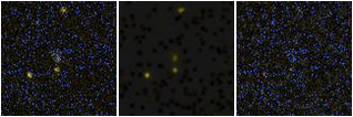 Missing file AGC258585-custom-montage-FUVNUV.png