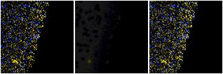 Missing file SDSSJ153705.06+244644.2-custom-montage-FUVNUV.png