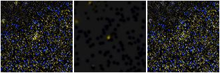Missing file AGC258348-custom-montage-FUVNUV.png