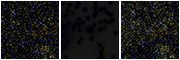 Missing file VFID2928-custom-montage-FUVNUV.png