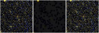 Missing file VFID2985-custom-montage-FUVNUV.png