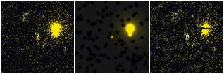 Missing file SDSSJ170129.62+224352.4-custom-montage-FUVNUV.png