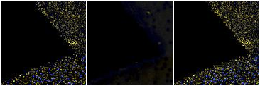 Missing file PGC062075-custom-montage-FUVNUV.png
