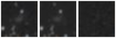 Missing file PGC166093-custom-montage-W1W2.png