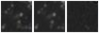 Missing file SDSSJ081435.97+362603.5-custom-montage-W1W2.png