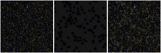 Missing file PGC2570904-custom-montage-FUVNUV.png