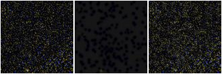 Missing file SDSSJ090831.52+154756.8-custom-montage-FUVNUV.png