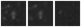 Missing file SDSSJ091312.36+332639.8-custom-montage-W1W2.png
