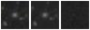 Missing file PGC1528515-custom-montage-W1W2.png