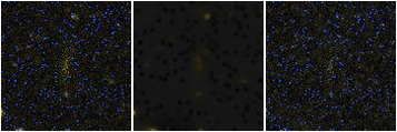 Missing file SDSSJ092416.97+513931.0-custom-montage-FUVNUV.png