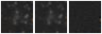 Missing file PGC2806981-custom-montage-W1W2.png
