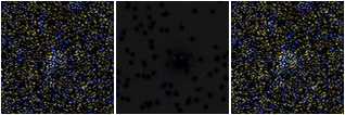 Missing file CKT2009_D1019+69-custom-montage-FUVNUV.png
