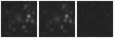 Missing file PGC095608-custom-montage-W1W2.png