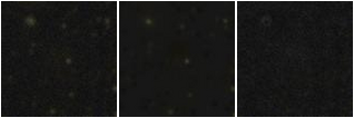 Missing file PGC083339-custom-montage-FUVNUV.png