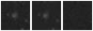 Missing file SDSSJ105314.53+175028.2-custom-montage-W1W2.png