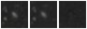 Missing file PGC033285-custom-montage-W1W2.png