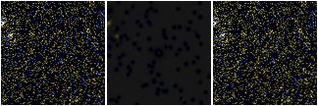 Missing file VFID2351-custom-montage-FUVNUV.png