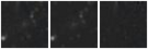 Missing file PGC033534-custom-montage-W1W2.png