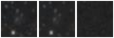 Missing file PGC135770-custom-montage-W1W2.png
