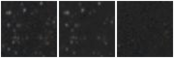 Missing file AGC215277-custom-montage-W1W2.png