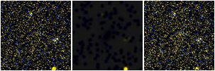 Missing file PGC087259-custom-montage-FUVNUV.png