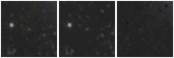 Missing file PGC2354409-custom-montage-W1W2.png