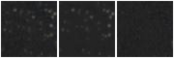 Missing file SDSSJ111516.15+144154.9-custom-montage-W1W2.png