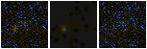 Missing file PGC1224534-custom-montage-FUVNUV.png