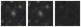 Missing file PGC1553459-custom-montage-W1W2.png