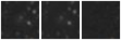 Missing file PGC035813-custom-montage-W1W2.png