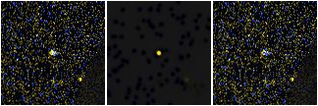Missing file PGC2313654-custom-montage-FUVNUV.png