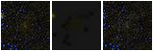 Missing file PGC036883-custom-montage-FUVNUV.png