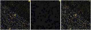 Missing file PGC1528400-custom-montage-FUVNUV.png
