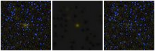 Missing file PGC2592316-custom-montage-FUVNUV.png