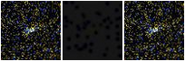 Missing file SDSSJ114926.59+620320.6-custom-montage-FUVNUV.png