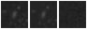 Missing file PGC1251547-custom-montage-W1W2.png