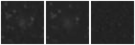 Missing file PGC3085826-custom-montage-W1W2.png