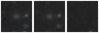 Missing file SDSSJ121534.18+660758.2-custom-montage-W1W2.png