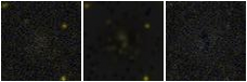 Missing file PGC039309-custom-montage-FUVNUV.png
