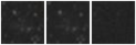 Missing file PGC039309-custom-montage-W1W2.png