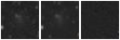 Missing file PGC039415-custom-montage-W1W2.png