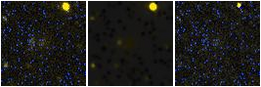 Missing file PGC039467-custom-montage-FUVNUV.png
