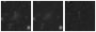 Missing file PGC039515-custom-montage-W1W2.png